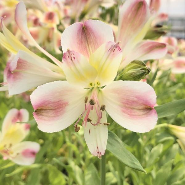 日本花キ流通 予約販売 アルストロメリア 苗 オファー 10.5cmポット