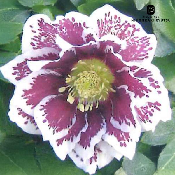 クリスマスローズ苗 ダブル ホワイトブロッチ 杉山交配 9cmポット