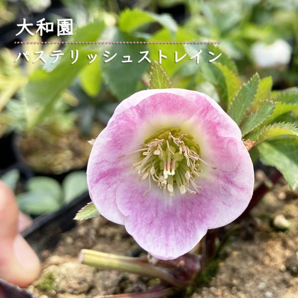 flower-net_z241021001