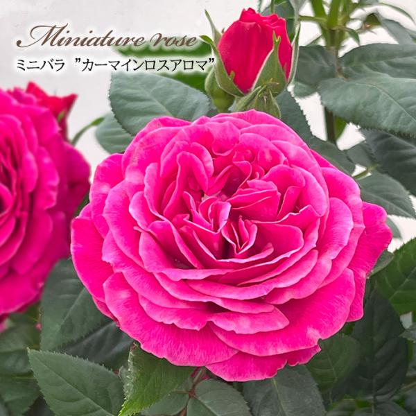 flower-net_z250521003