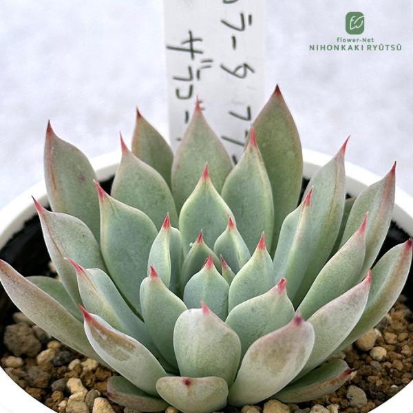 多肉植物 PKSFエケベリア コロラータブランディティ×ザラゴーサspノバ