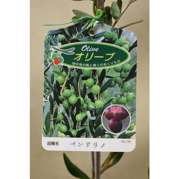 オリーブ ペンドリノ 苗木 4.5号ポット : 金井園芸 - 通販 - Yahoo