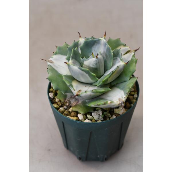 アガベ ポタトラム 王妃雷神錦白中斑 2.5号ポット : 金井園芸 - 通販