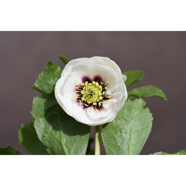 クリスマスローズ開花株 DDホワイトフラッシュ 079 現品限り : 金井