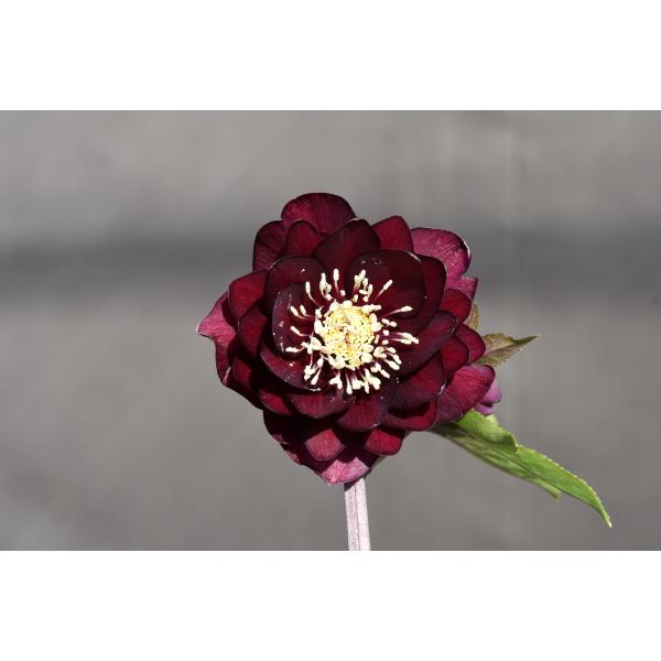 クリスマスローズ DDクリームベイン赤蕊 楽天市場】【現品】クリスマス