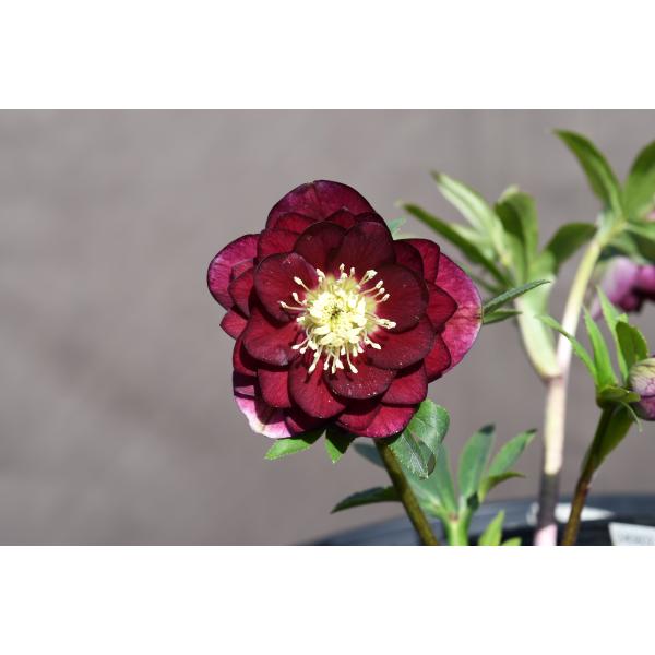 クリスマスローズ開花株 DDグロッシーカラー☆グロスレッド 360 現品