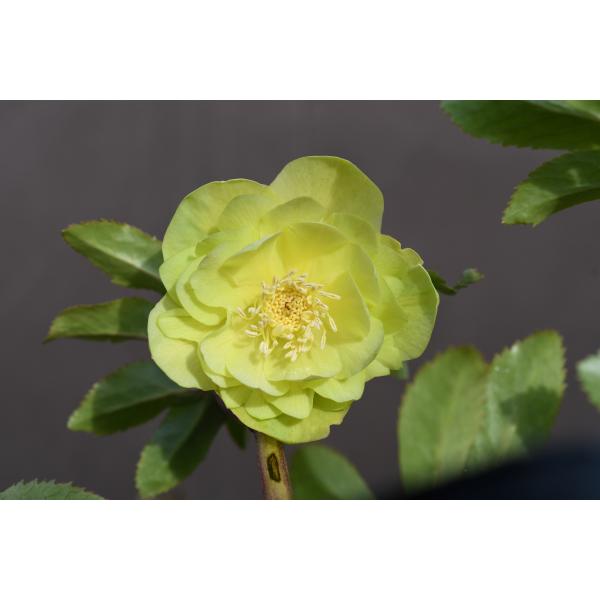 クリスマスローズ開花株 DD多弁咲き系グリーンゴールド 264 現品限り