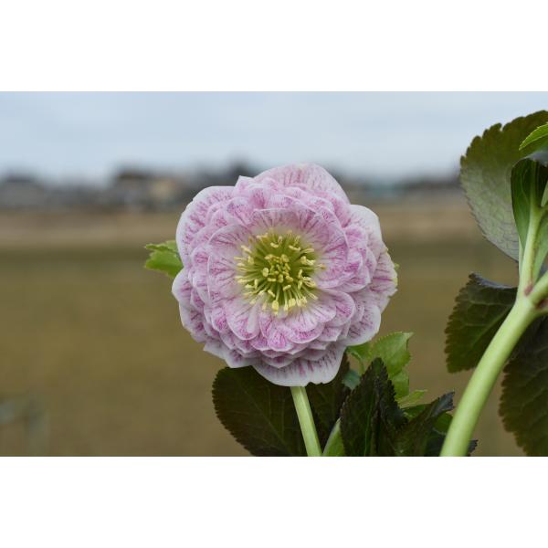 クリスマスローズ開花株 DDアフロディーテプリマヴェーラ 637 現品限り