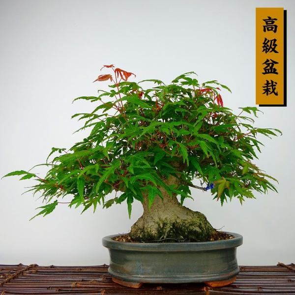 haniwa-bonsai_412-222800-03