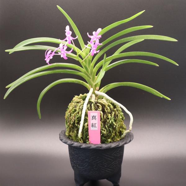 富貴蘭 真紅 現品 S21 フウキラン フウラン : OKABE GREEN