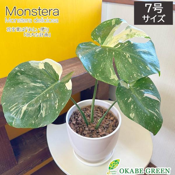 okabegreen_mo-64