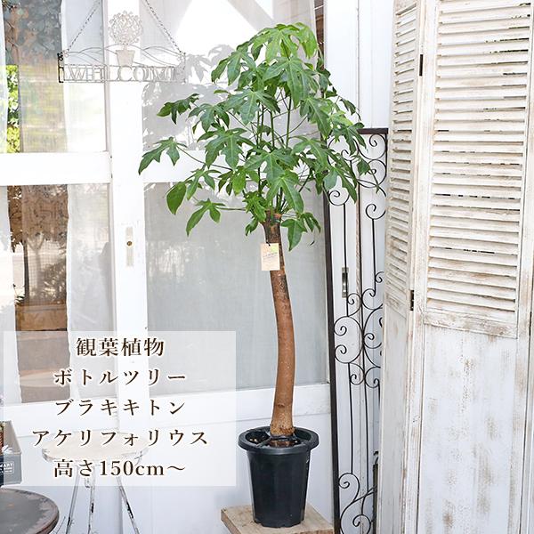 送料無料 観葉植物 ボトルツリー ブラキキトン アケリフォリウス 8号