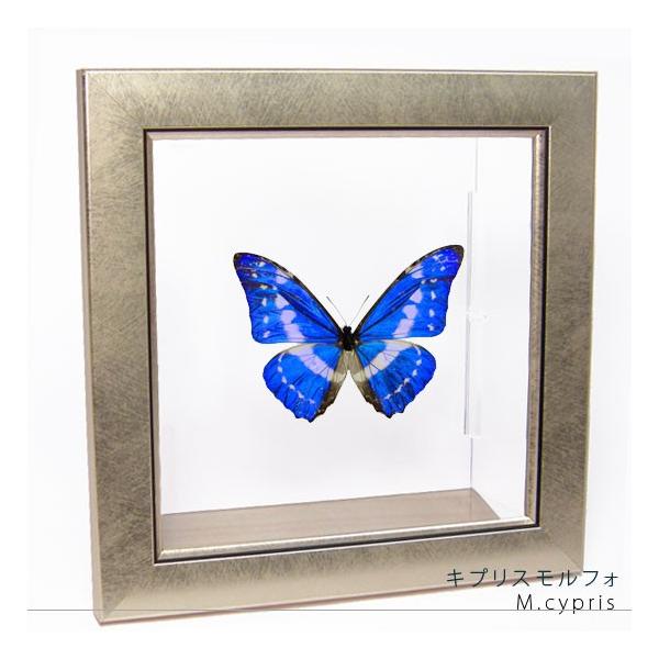 昆虫標本 蝶の標本 キプリスモルフォ メタリック調ライトフレーム