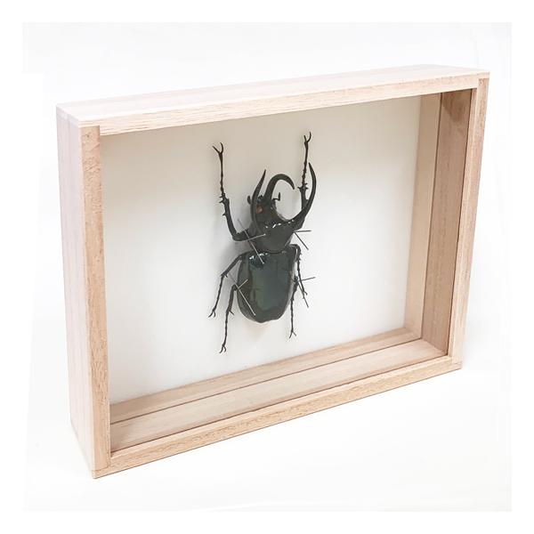昆虫標本 アトラスカブト 桐箱 : ソプラノYahoo!店 - 通販 - Yahoo