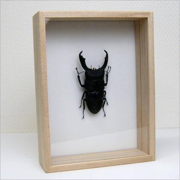 昆虫標本 オオヒラタクワガタ 桐箱 : ソプラノYahoo!店 - 通販 - Yahoo