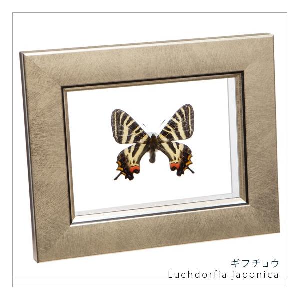 昆虫標本 蝶の標本 ギフチョウ メタリック調ライトフレーム : ソプラノ