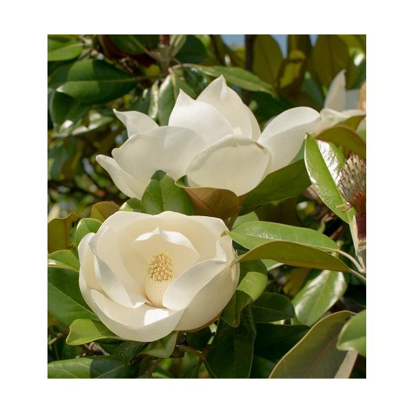 タイサンボク リトルジェム 3.5号ポット 挿し木苗 苗木 : エスフルール