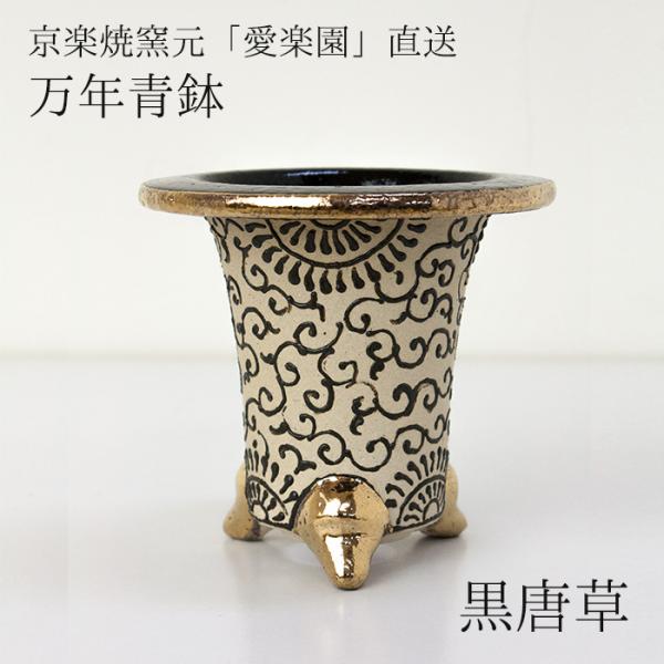 万年青 錦鉢」の人気商品一覧 | 安い商品を通販サイトから探す - 価格.com