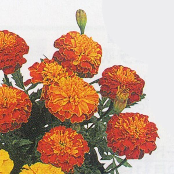 花の種（営利用）マリーゴールド ボナンザ ハーモニー 1dl クリーン