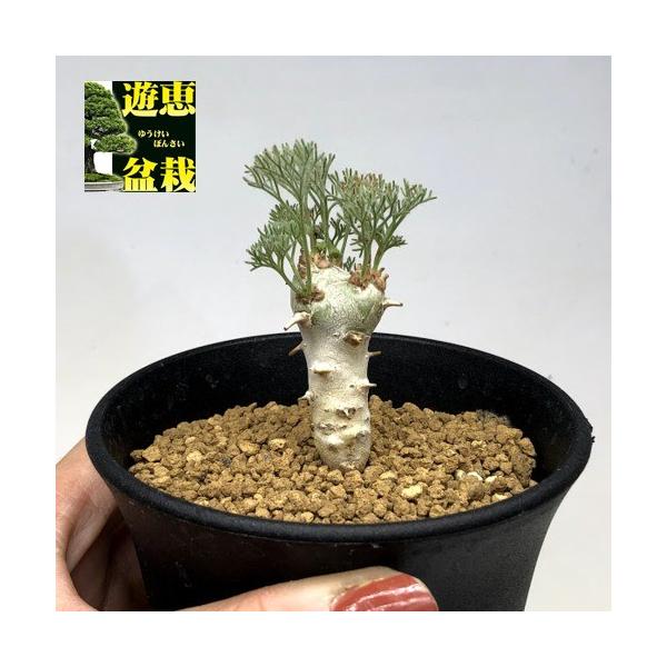 y-bonsai_s8486v