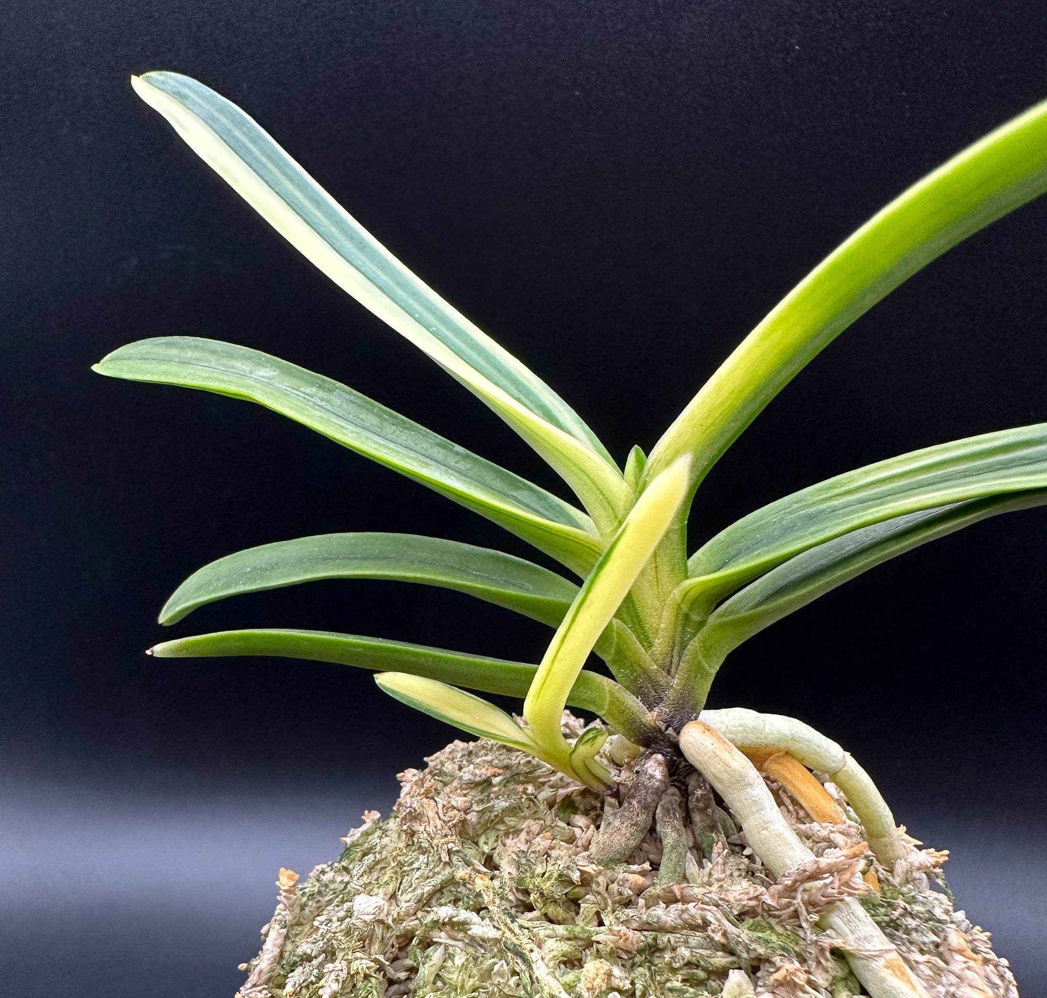 富貴蘭 変化を楽しむ | 白牡丹『真鶴柄の最上芸』 – Jewelry Plant online