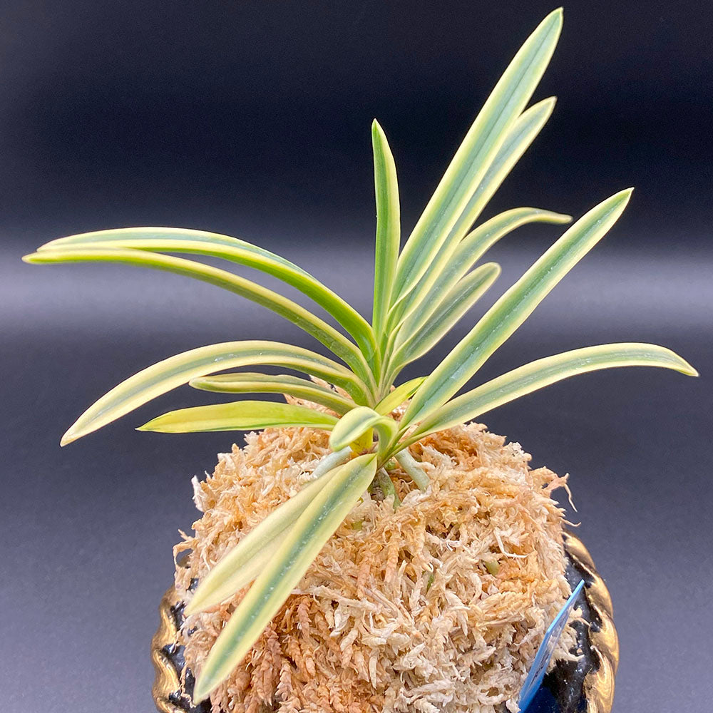 宝石のような観葉植物のお店 【Jewelry Plant】 富貴蘭 風蘭 蘭 富貴殿