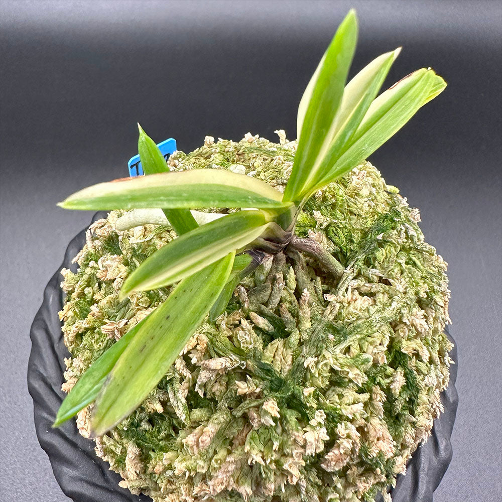 宝石のような観葉植物のお店 【Jewelry Plant】 富貴蘭 朱天王白縞