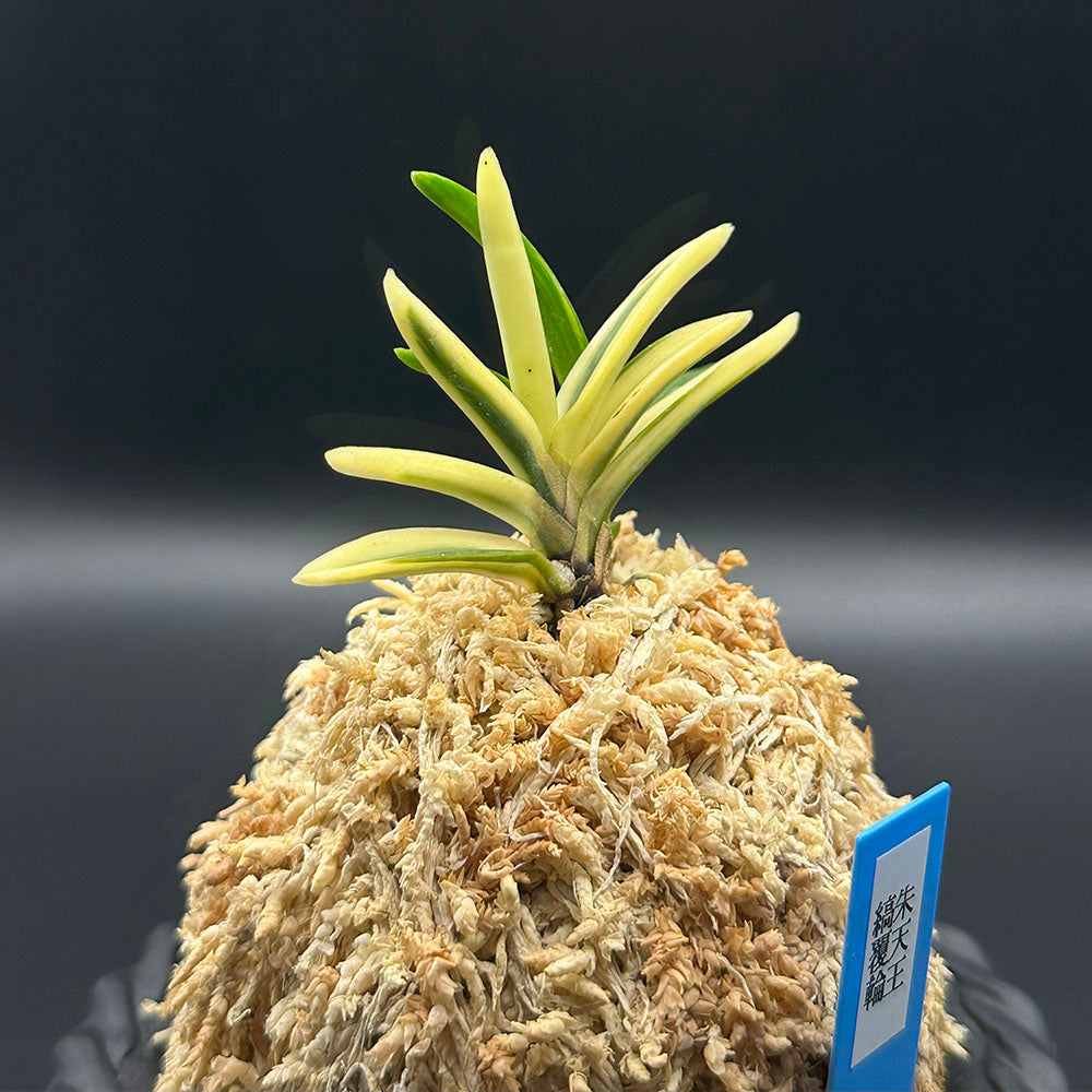 富貴蘭 風蘭 蘭 朱天王縞覆輪 しゅてんのうしまふくりん 2本立 【現品