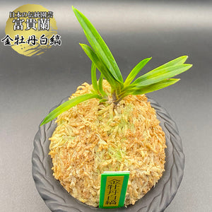 宝石のような観葉植物のお店 【Jewelry Plant】 富貴蘭 風蘭 蘭 金牡丹