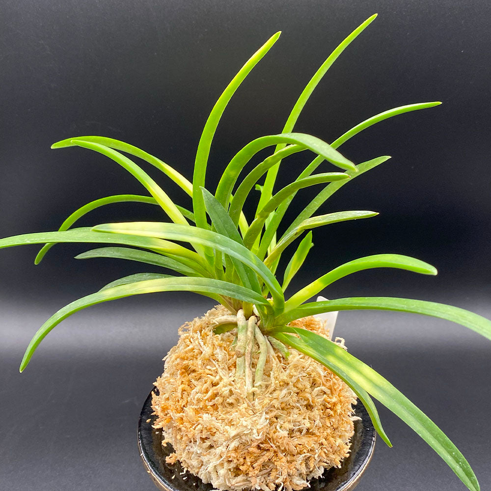 宝石のような観葉植物のお店 【Jewelry Plant】 富貴蘭 風蘭 蘭 紀州雪