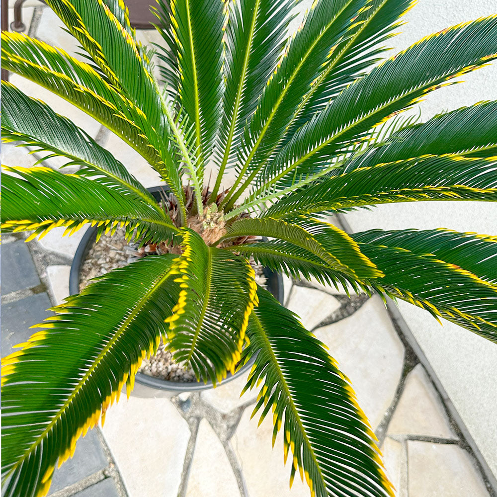 宝石のような観葉植物のお店 【Jewelry Plant】 キンカンソテツ 10号