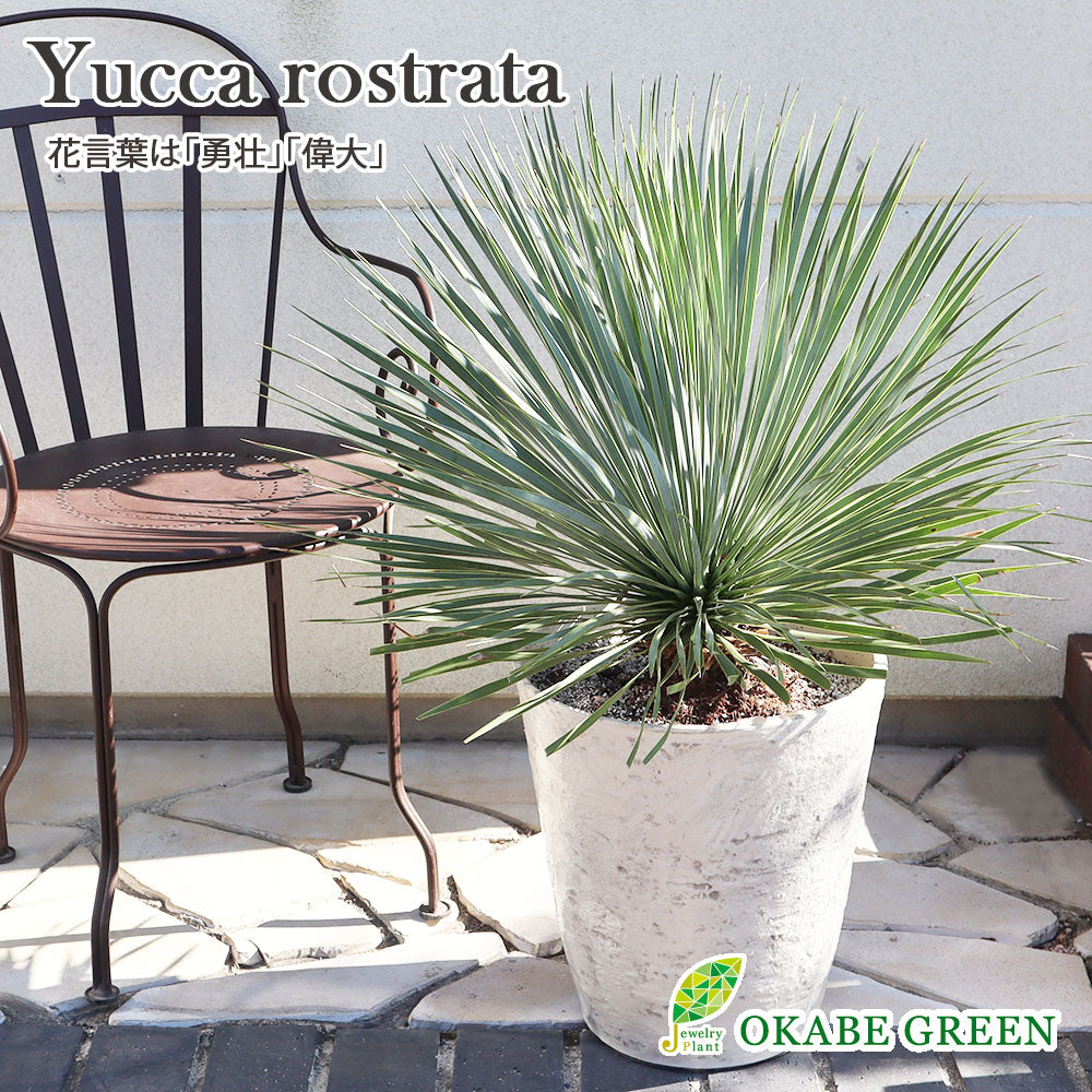 宝石のような観葉植物のお店 【Jewelry Plant】 ユッカ ロストラータ