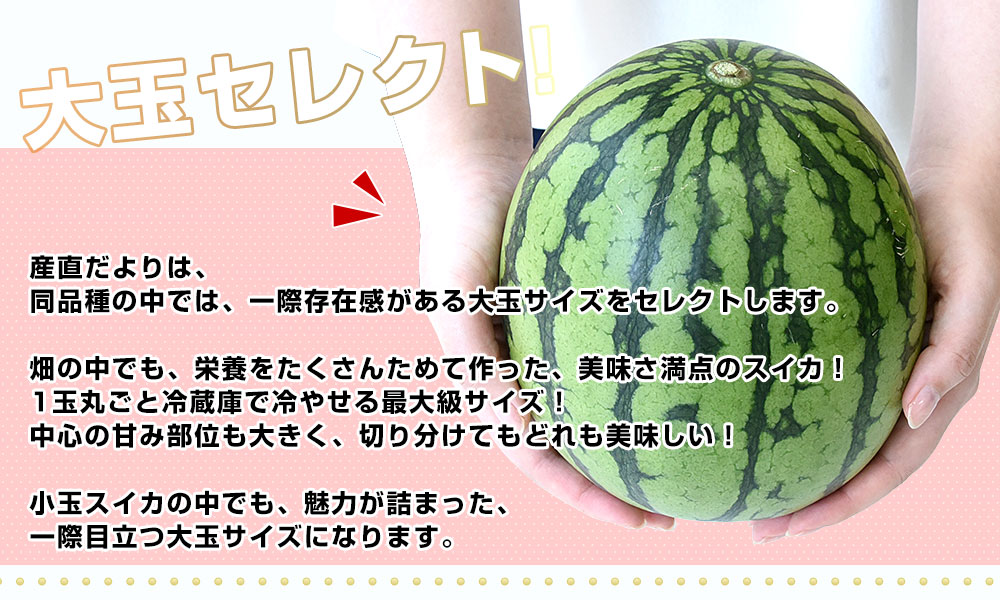 茨城県 JA北つくば 紅の誘惑 小玉スイカ 「スウィートキッズ」 良品