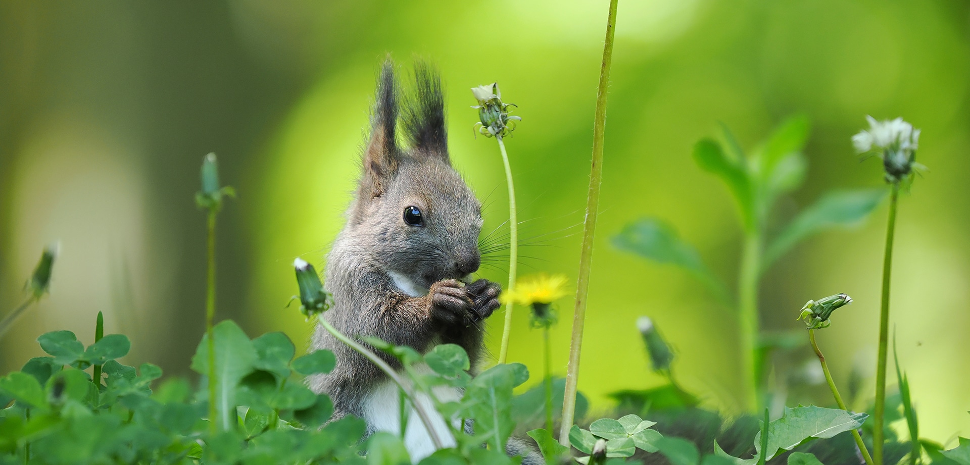 基本情報｜M.ZUIKO DIGITAL ED 50-200mm F2.8 IS PRO｜M.ZUIKO PRO