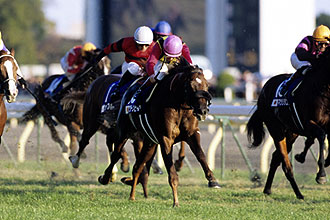 JRAホームページ｜データファイル｜競走成績データ