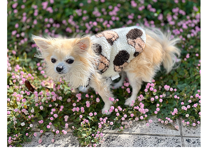 シープ＆ドッグ柄ボアベスト 可愛い小型犬の洋服通販 鎌倉ドッグ