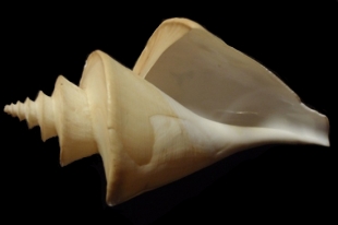 チマキボラ | 貝の図鑑
