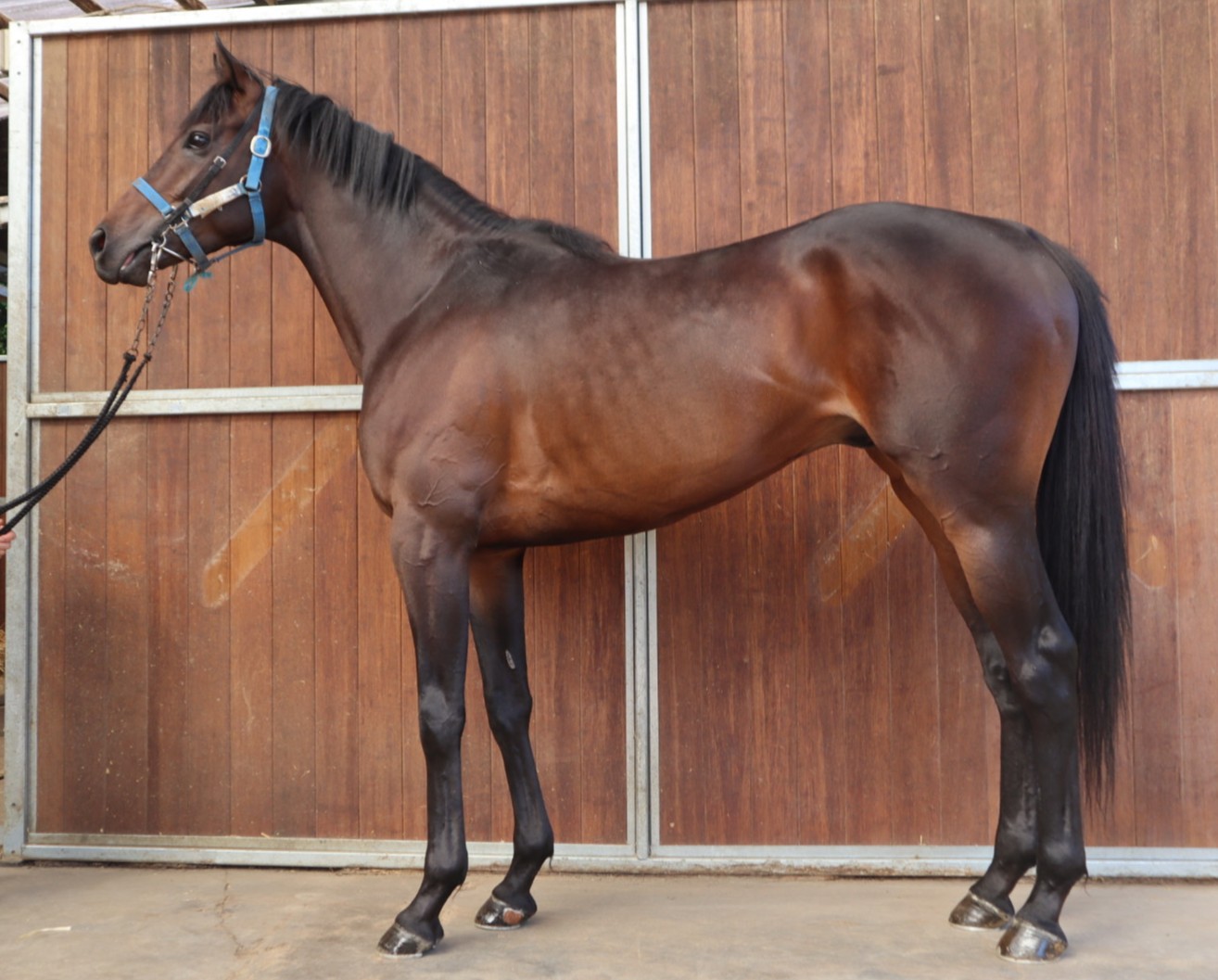 ヒンメル 牡3歳 ※中央競馬 登録抹消 | サラブレッドオークション