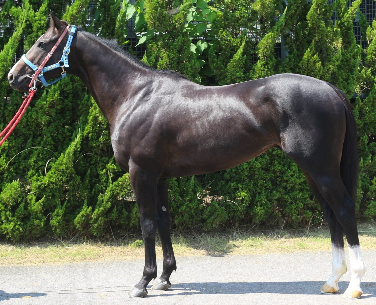 アッケシ 牡3歳 ※中央競馬 登録抹消 | サラブレッドオークション