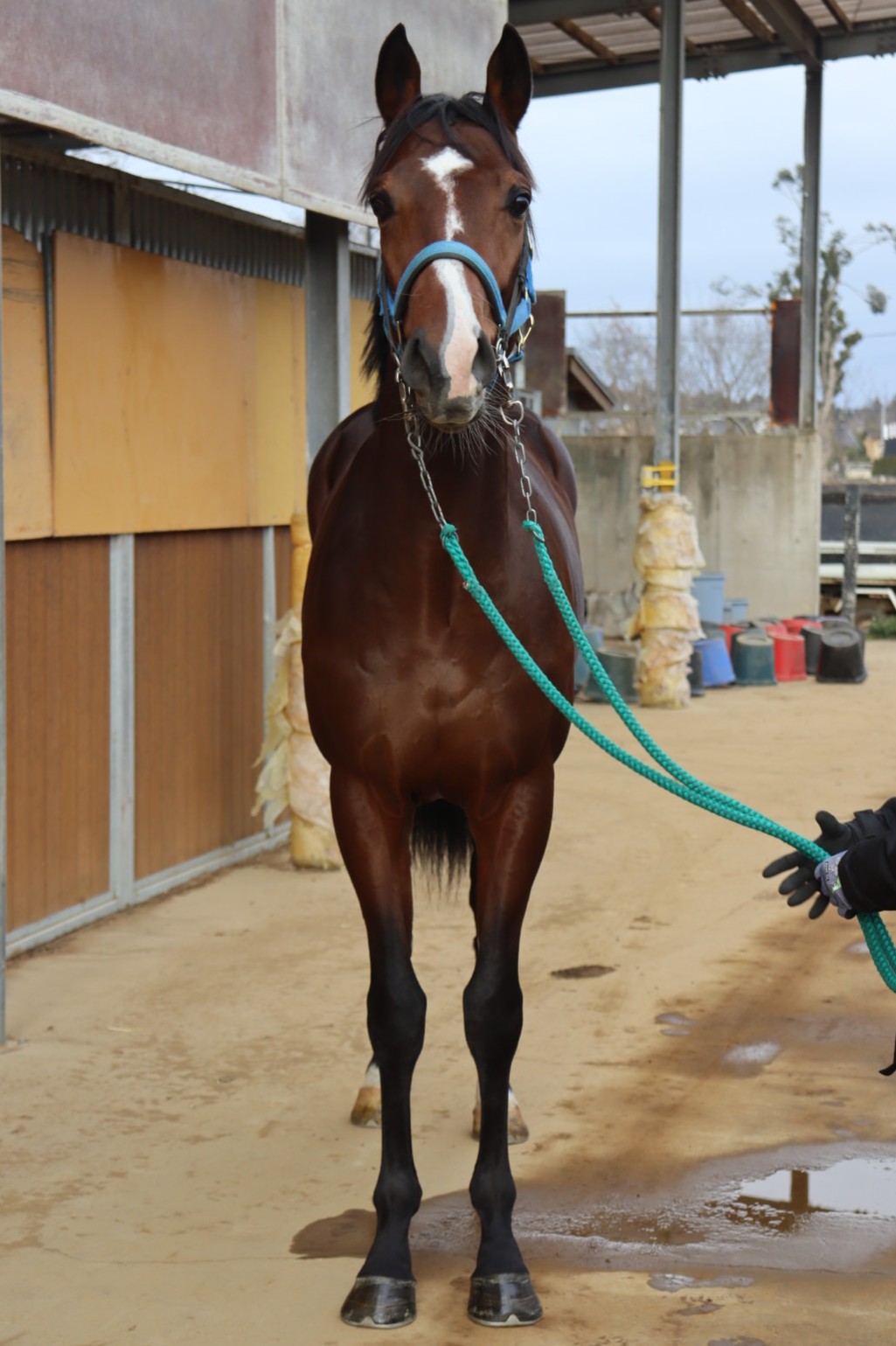 ストライプブルー 牡3歳 ※中央競馬 登録抹消 | サラブレッドオークション