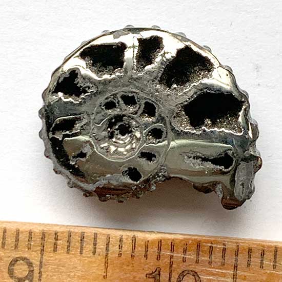 黄鉄鉱化したアンモナイトA～K – きらら舎