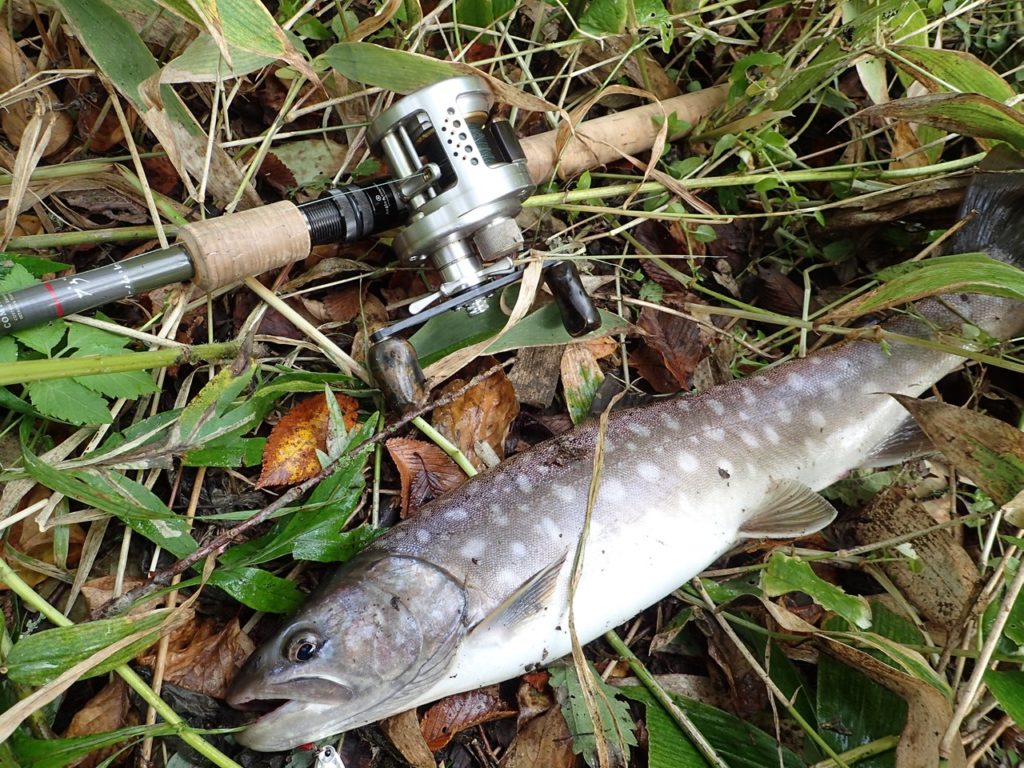 アメマス釣り！巨大70オーバーの釣果から推測する謎多き生態とは