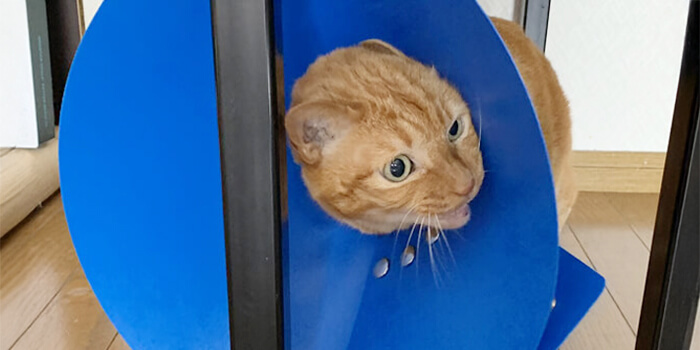 nekozukiをご紹介・コンセプト＆ストーリー｜nekozuki（ねこずき）猫