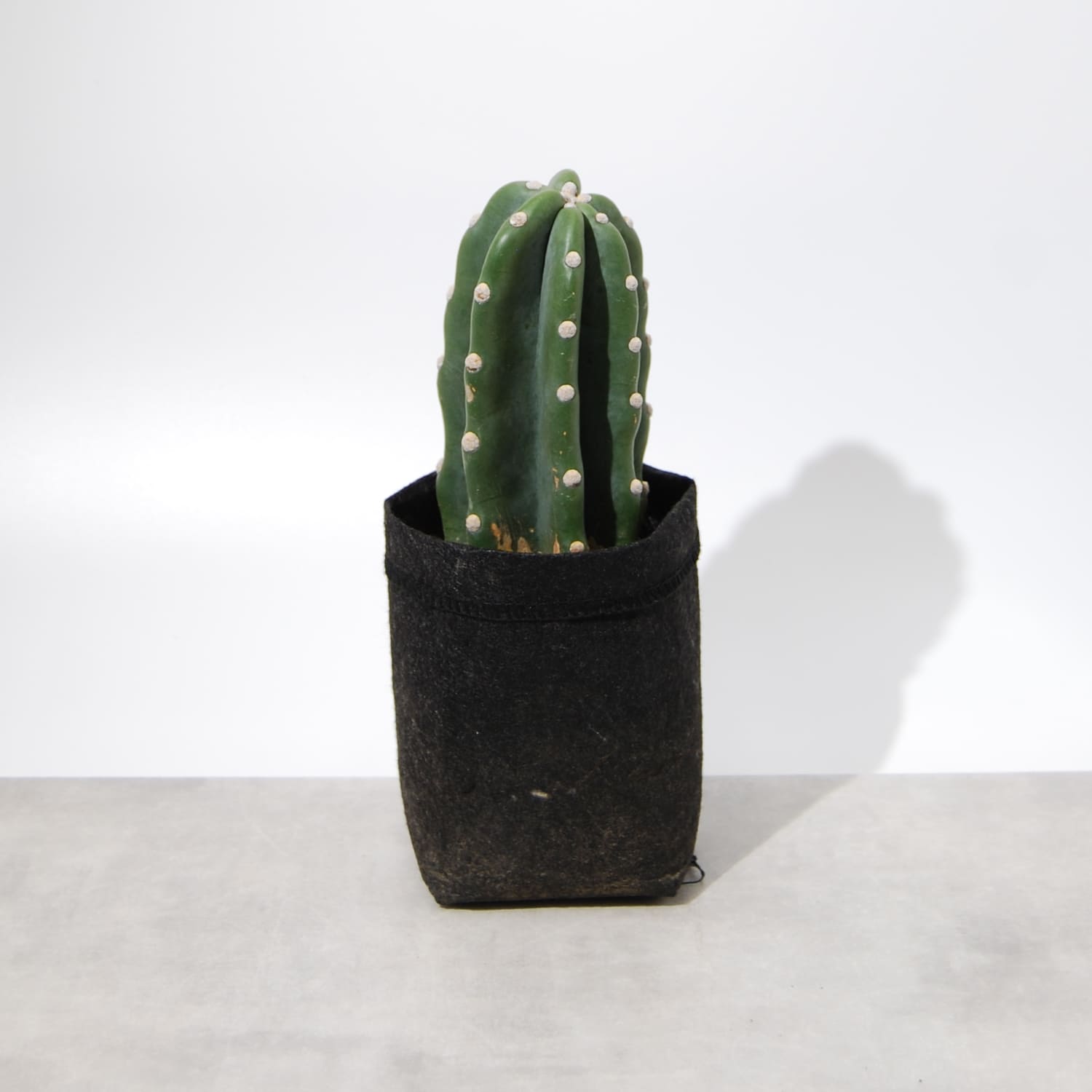 柱サボテン – linkplants -リンクプランツ-