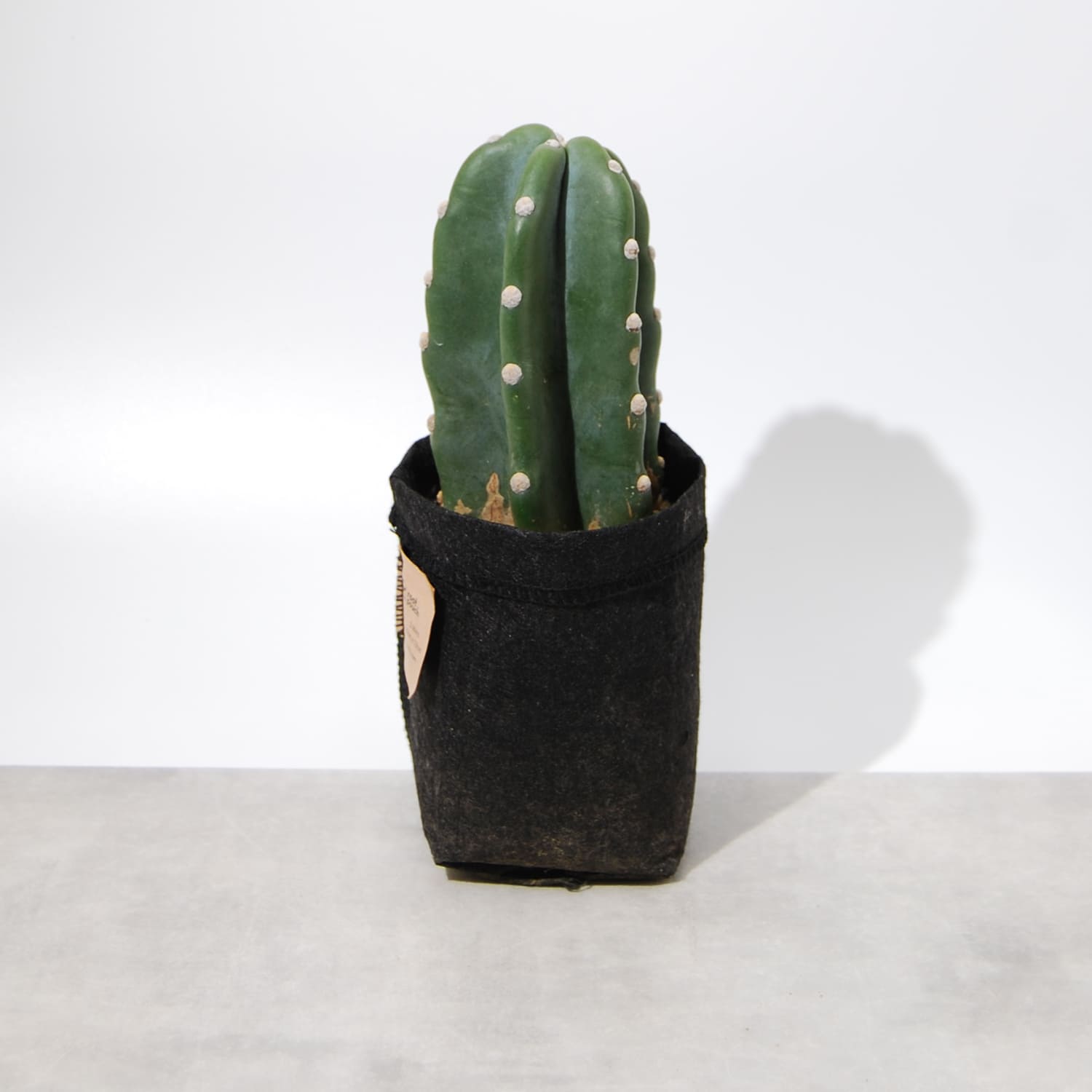 柱サボテン – linkplants -リンクプランツ-