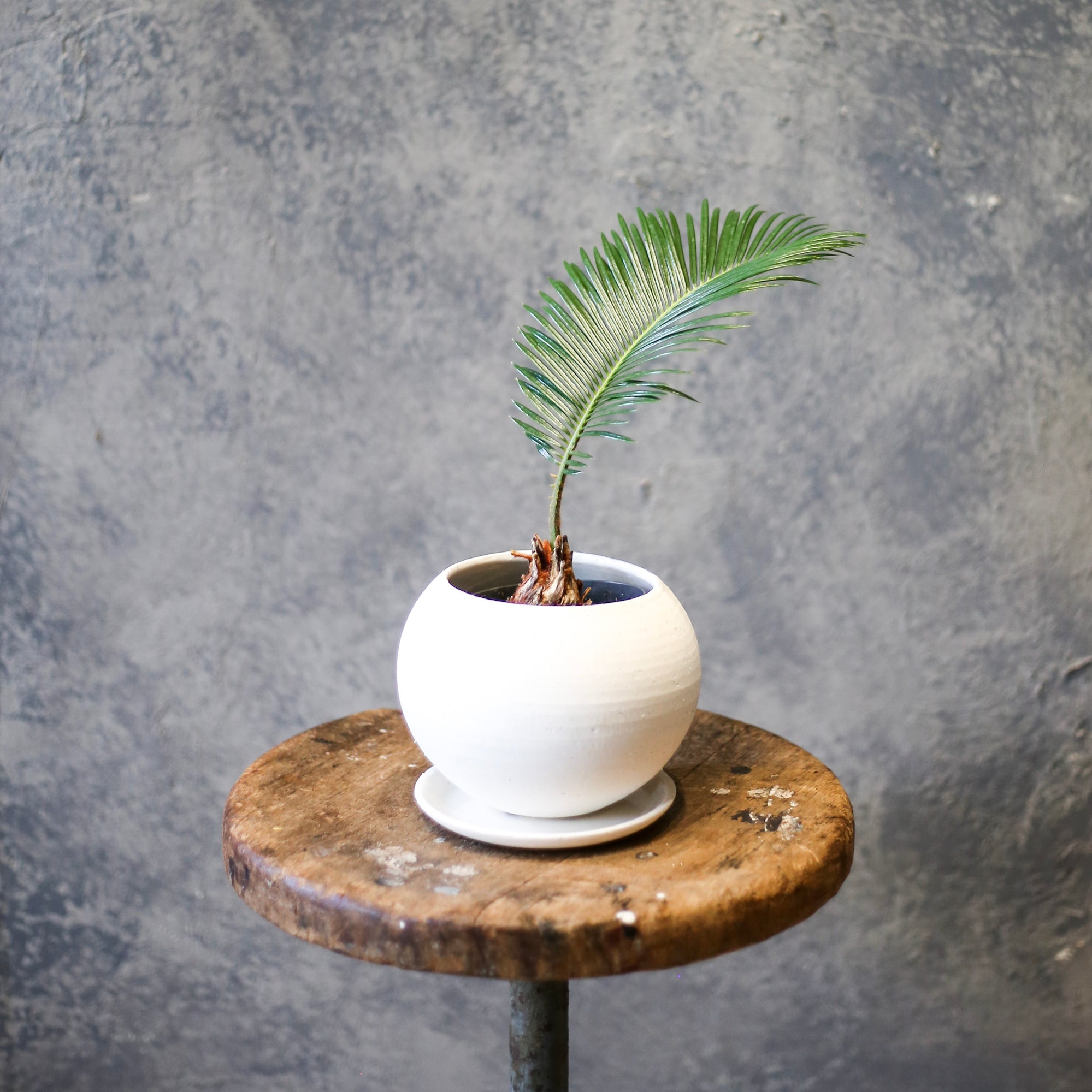 ソテツ / Cycas revoluta – LIFFT