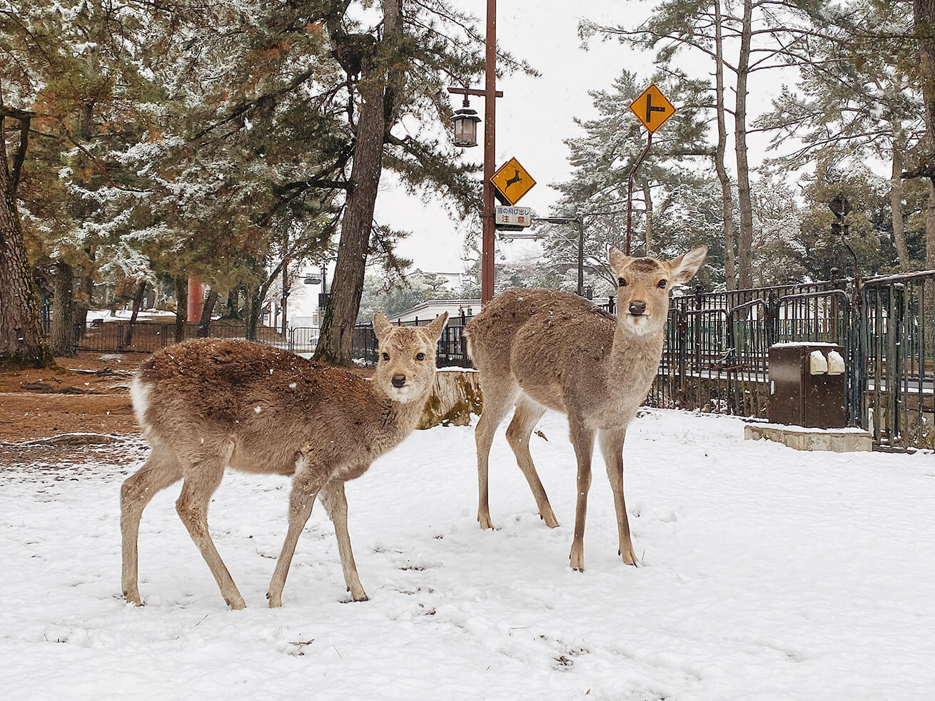 続・町の中にふらっといる鹿を撮りためてみた | 株式会社LIG(リグ)｜DX
