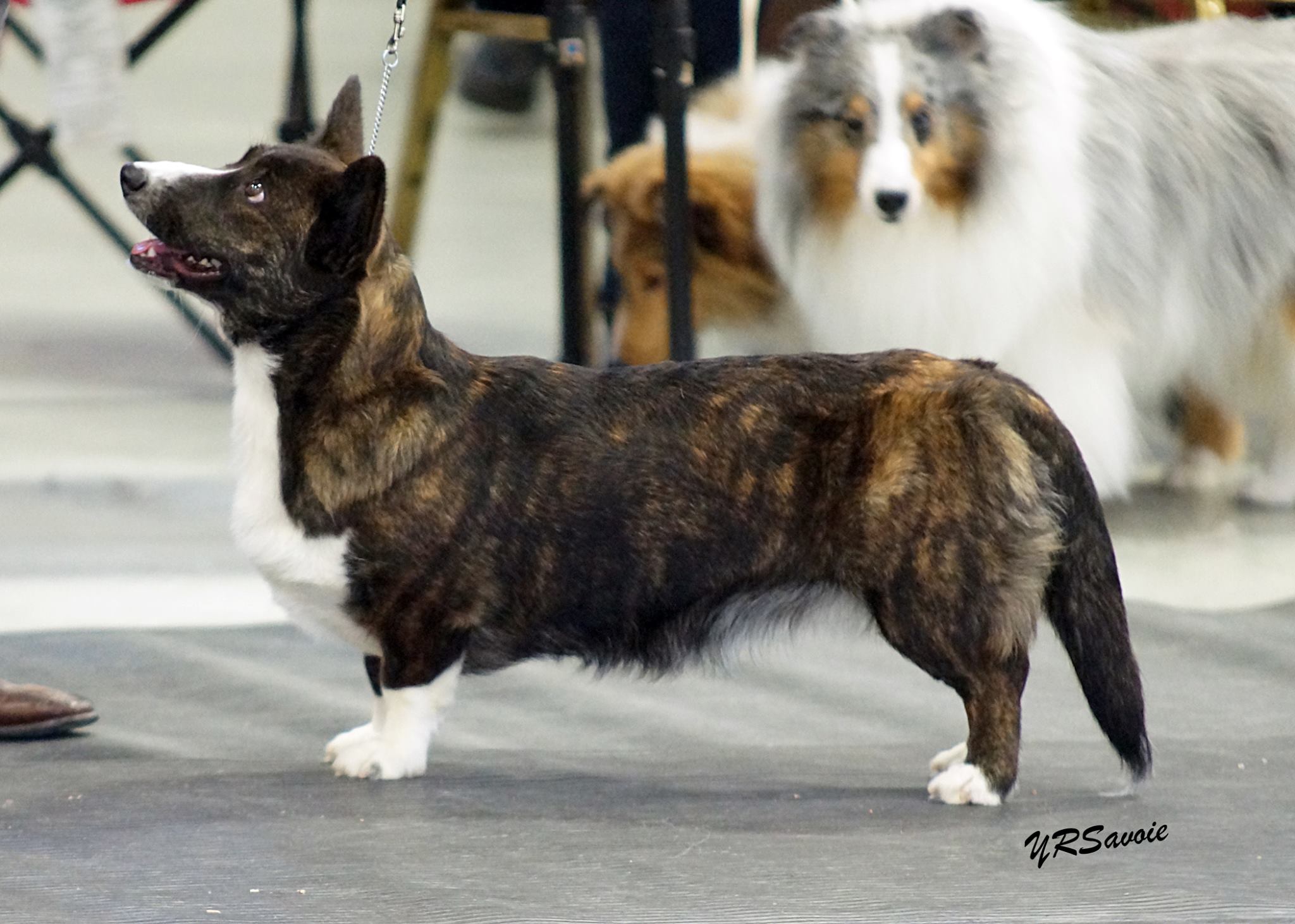 My Family | Liliy'sCardi