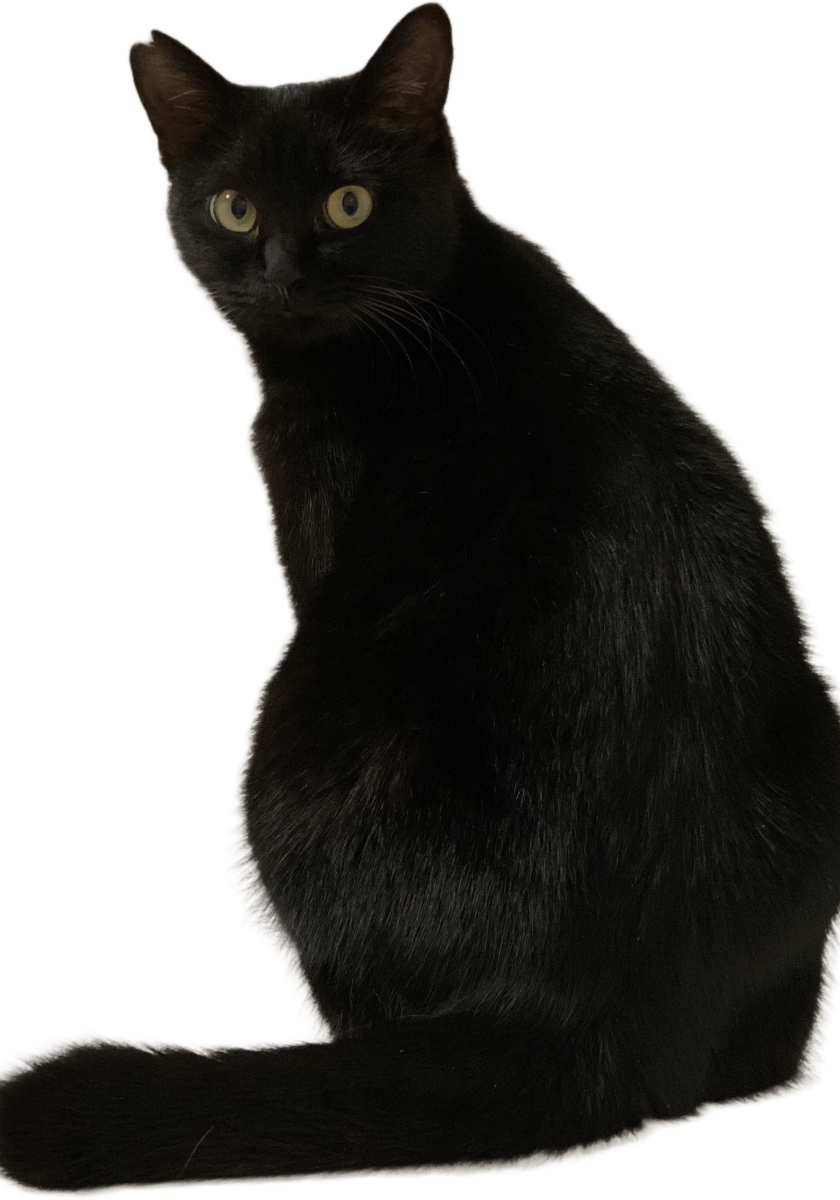 右耳カットの黒猫メス