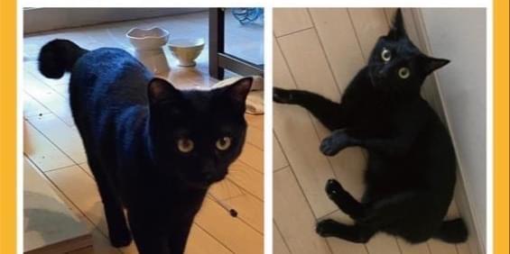 黒猫を探しています